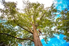 Professional Tree Care in Ohatchee, AL